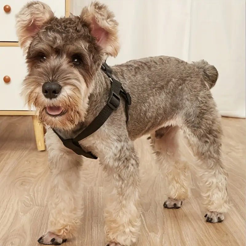 Padded Nylon Harness & Leash